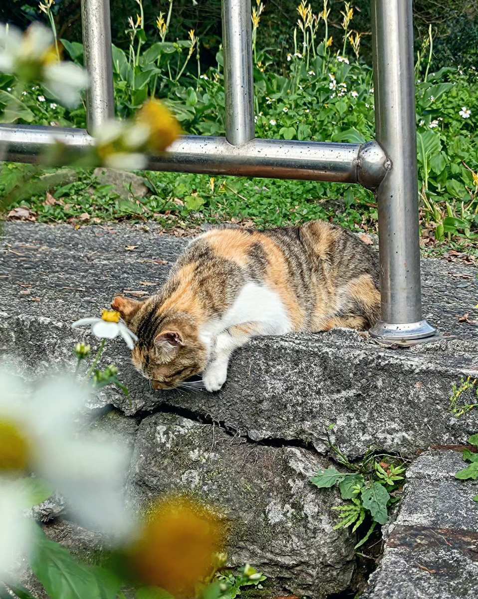 猴硐貓村 | 去趣 chicTrip