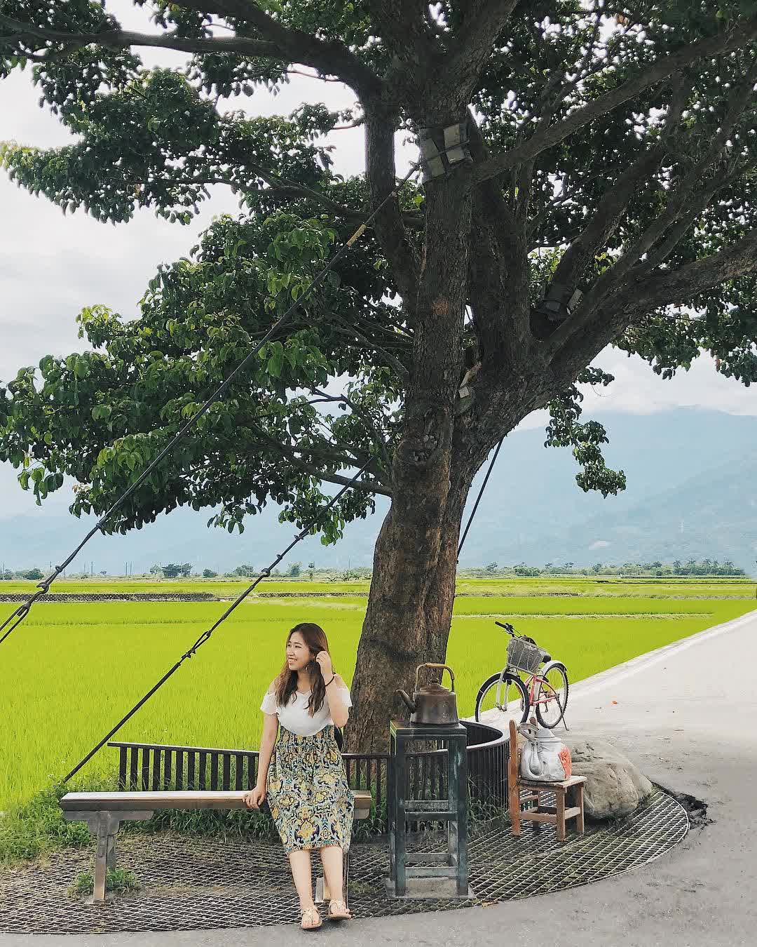 奉茶樹 金城武樹 | 去趣 chicTrip