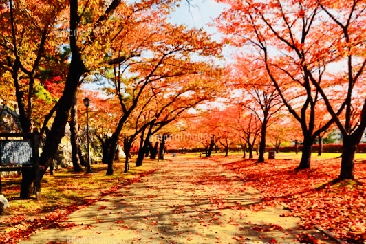 盛岡城跡公園（岩手公園） | 去趣 chicTrip