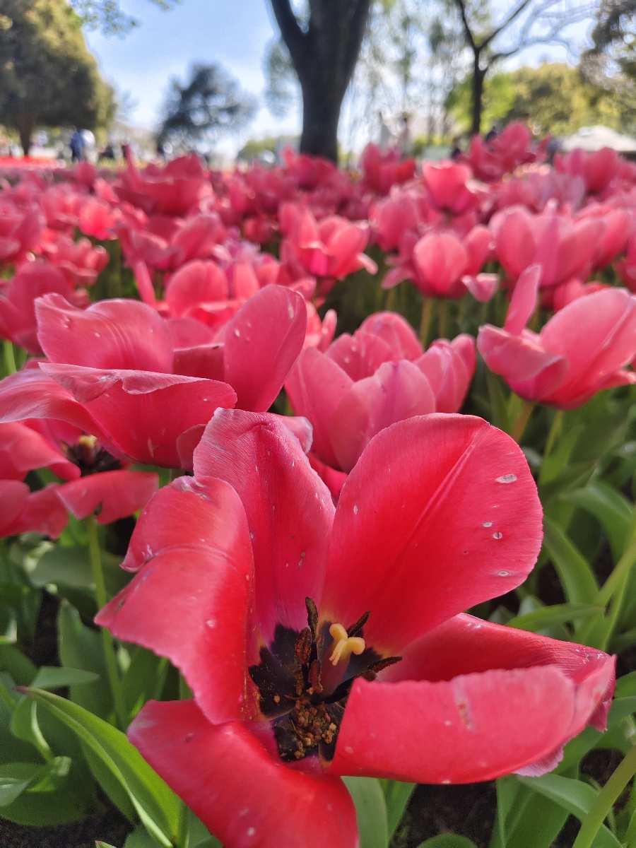 昭和紀念公園 | 去趣 chicTrip