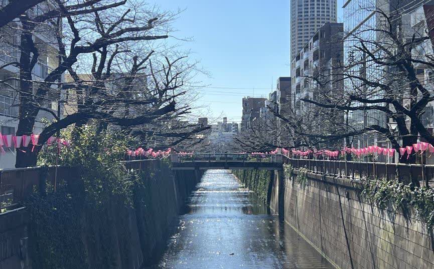 目黑川櫻花樹 | 去趣 chicTrip