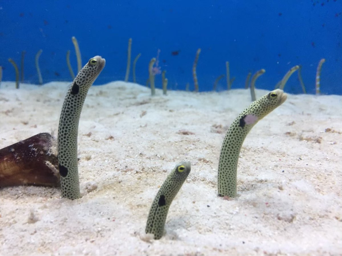 沖繩美麗海水族館 | 去趣 chicTrip