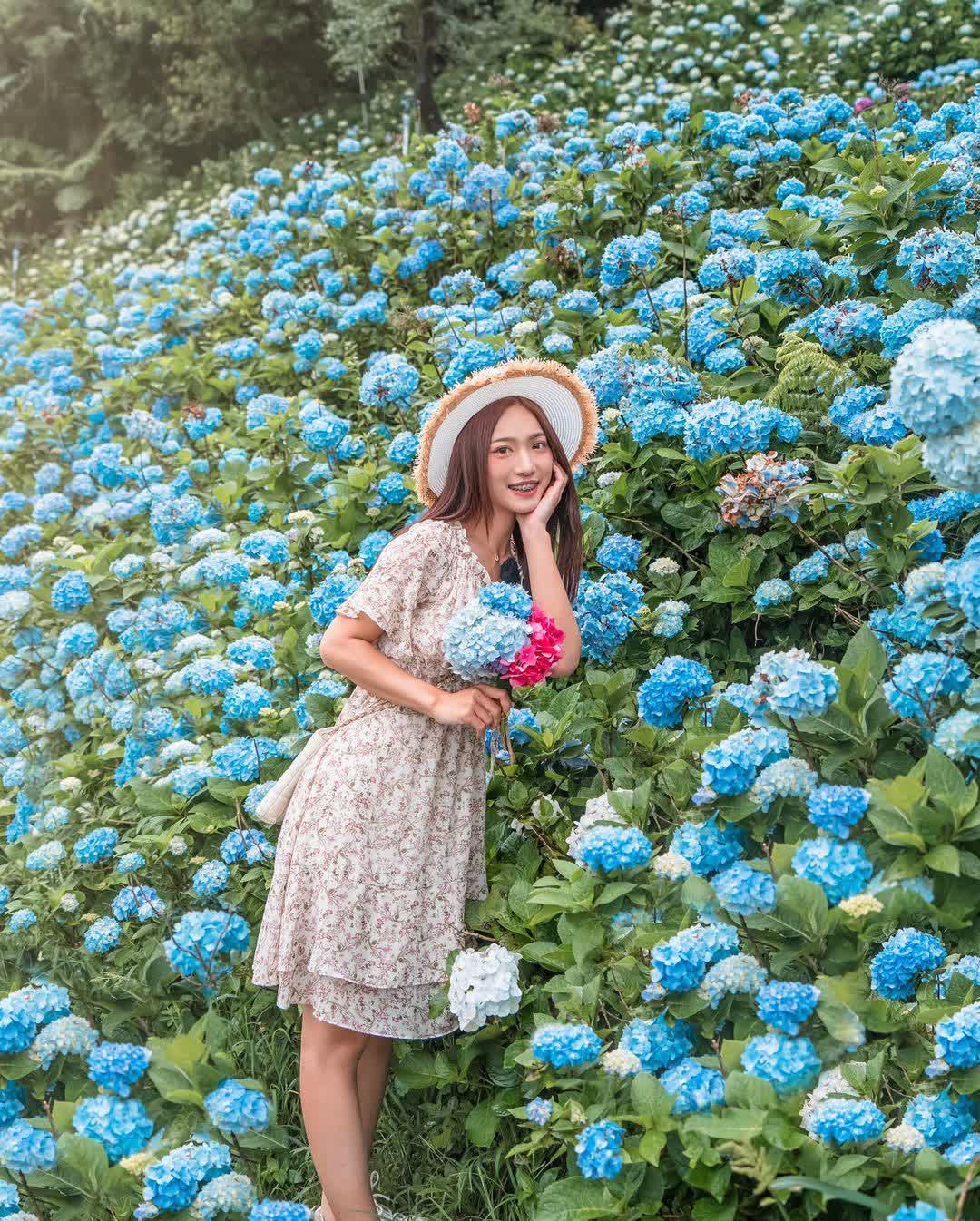高家繡球花田-萬里第三園區2025年預計4月底開始至7月底 | 去趣 chicTrip