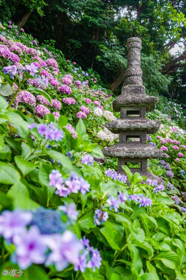 Hasedera | 去趣 chicTrip