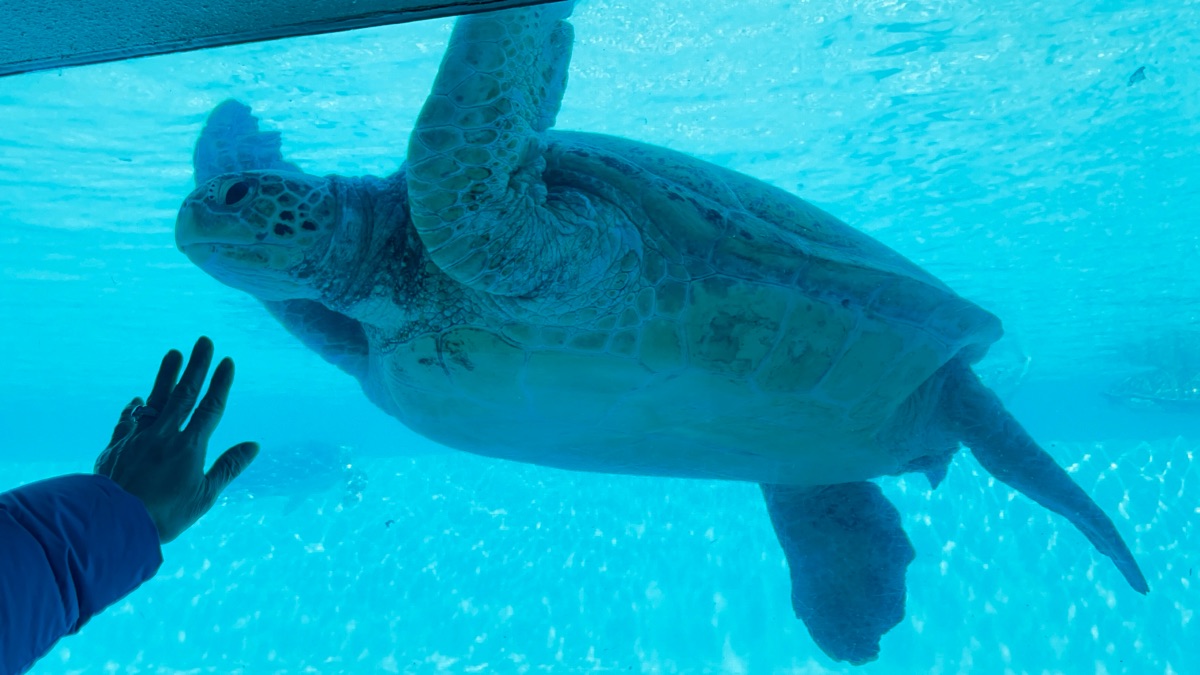 沖繩美麗海水族館 | 去趣 chicTrip