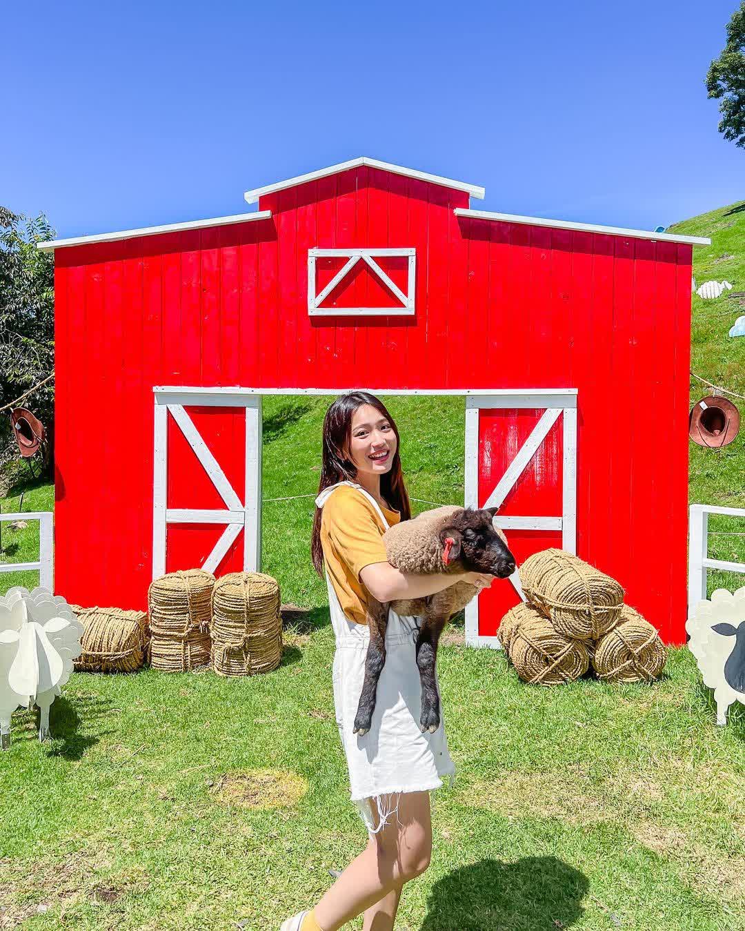 清境農場綿羊秀 | 去趣 chicTrip
