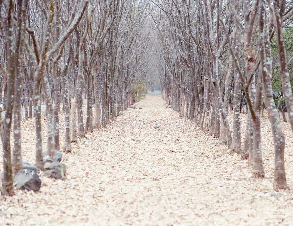 林後四林平地森林園區 | 去趣 chicTrip