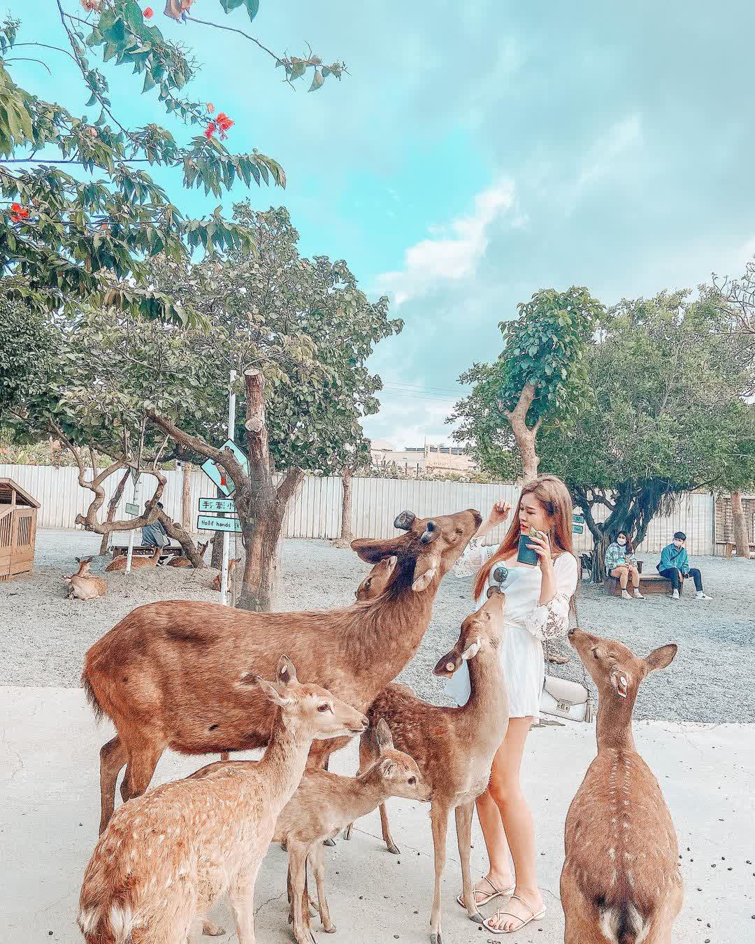 鹿境梅花鹿生態園區丨門票消費最高折抵140丨梅花鹿、水豚互動餵食丨室內親子DIY區丨親子遊戲區丨甜鹹輕食霜淇淋供應丨超可愛獨家紀念品丨奶茶、咖啡好喝 | 去趣 chicTrip