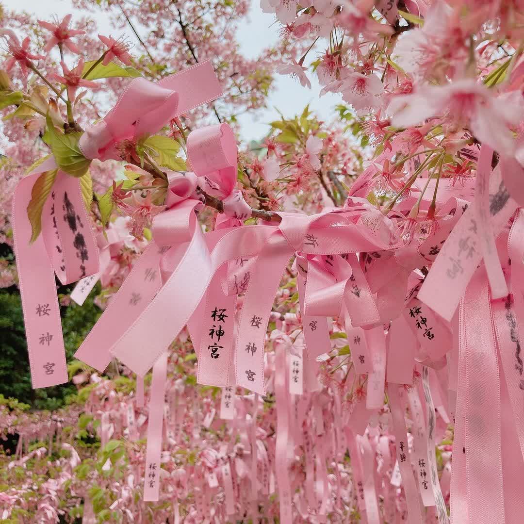 櫻神宮 | 去趣 chicTrip