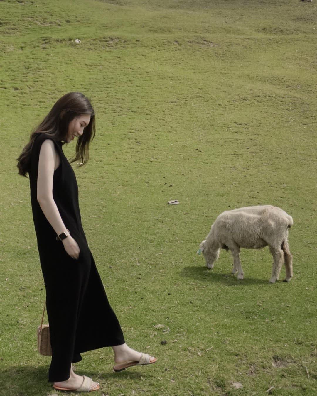 清境農場綿羊秀 | 去趣 chicTrip