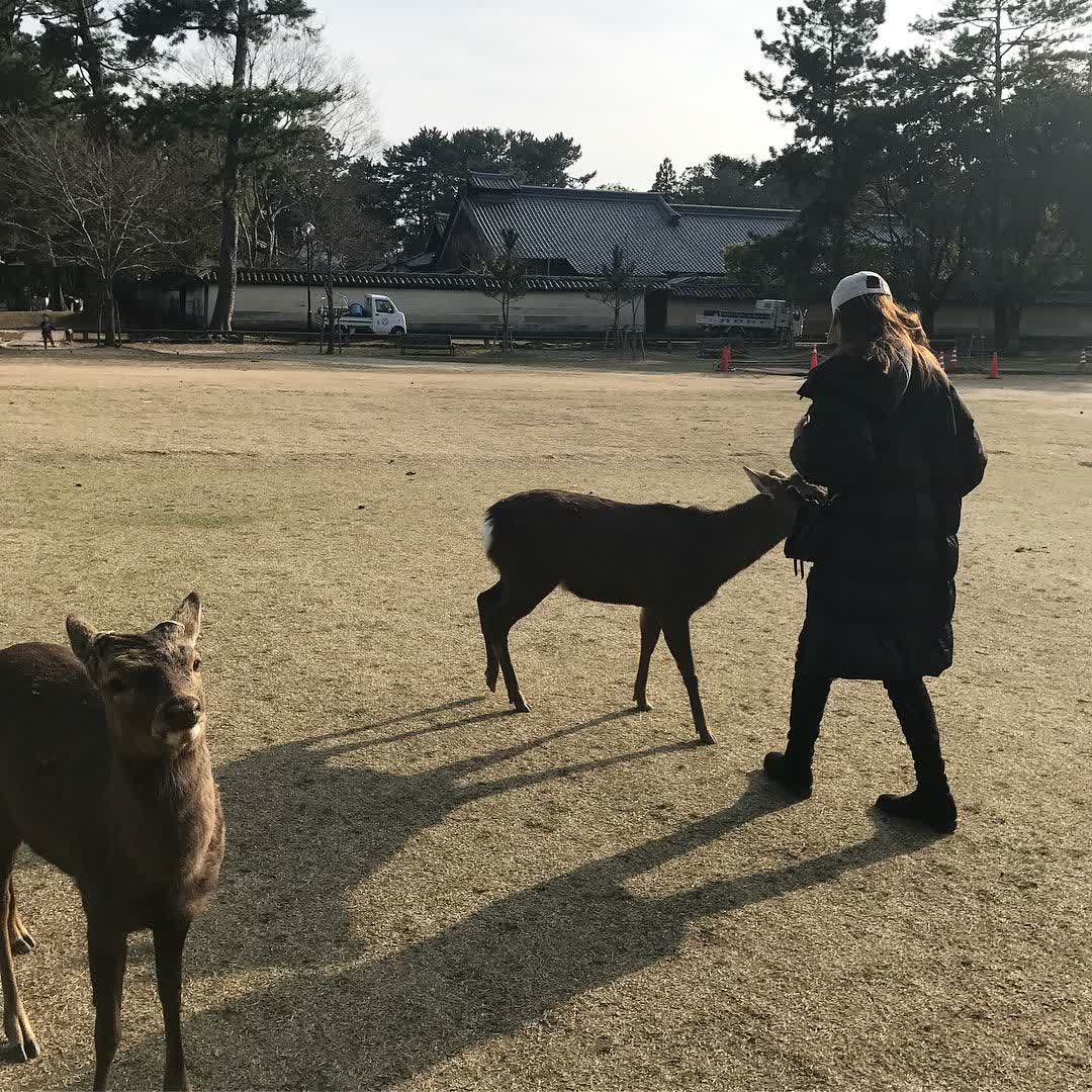 奈良公園 | 去趣 chicTrip