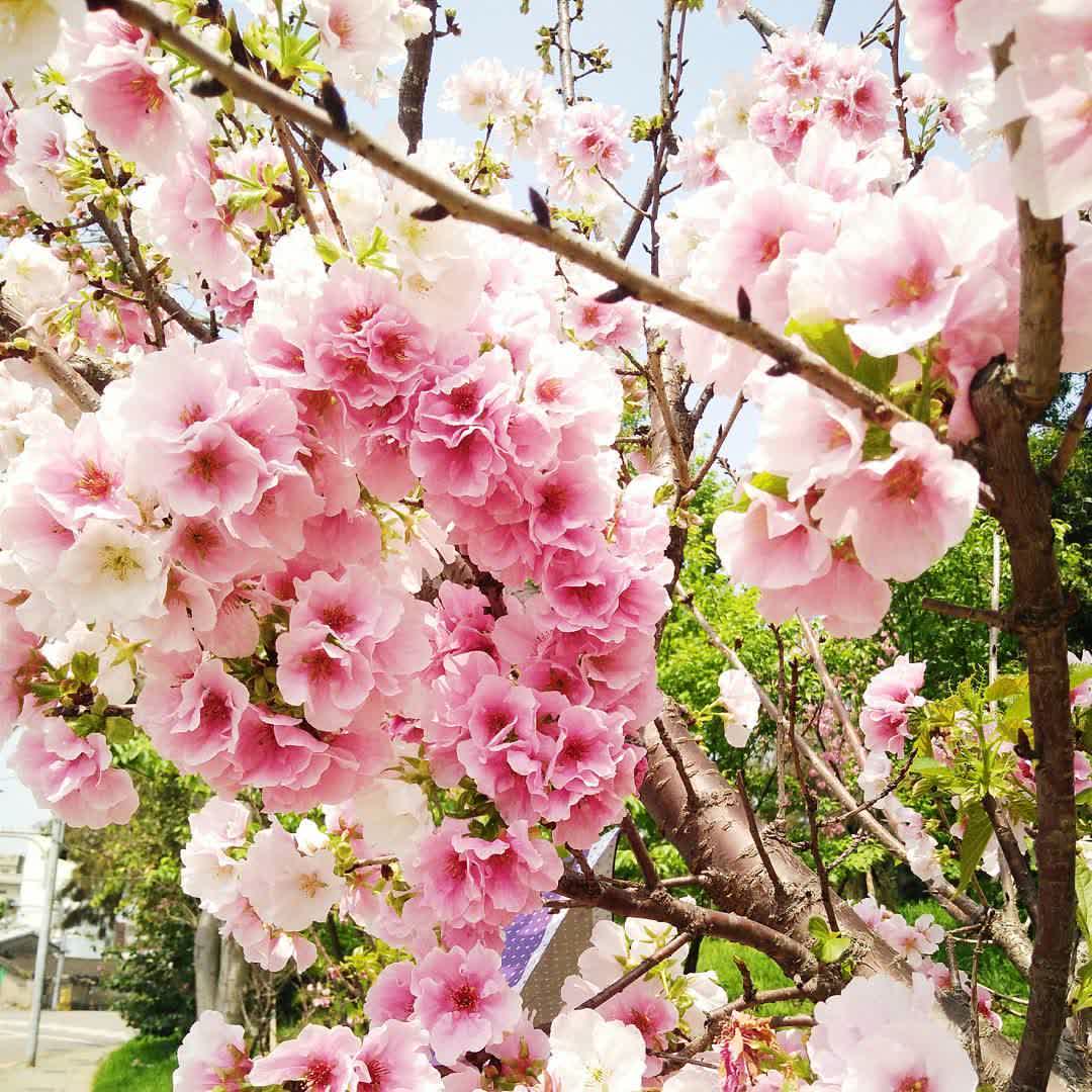 新竹公園 | 去趣 chicTrip