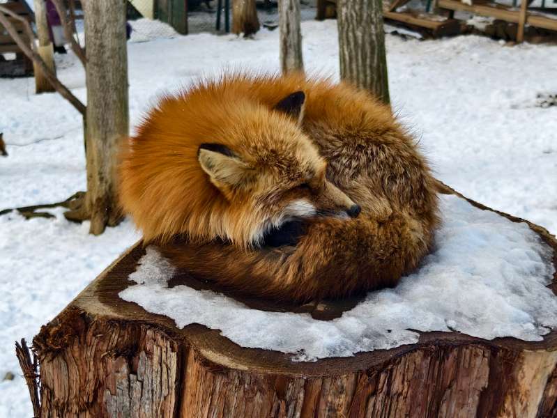 宮城藏王狐狸村 | 去趣 chicTrip