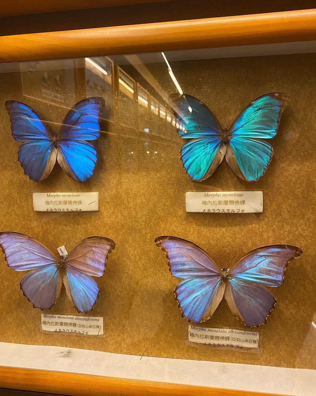 嘉大昆蟲館 | 去趣 chicTrip