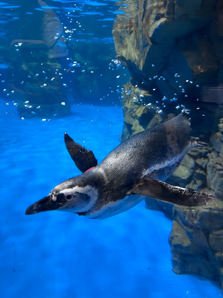 Xpark 水族館 | 去趣 chicTrip