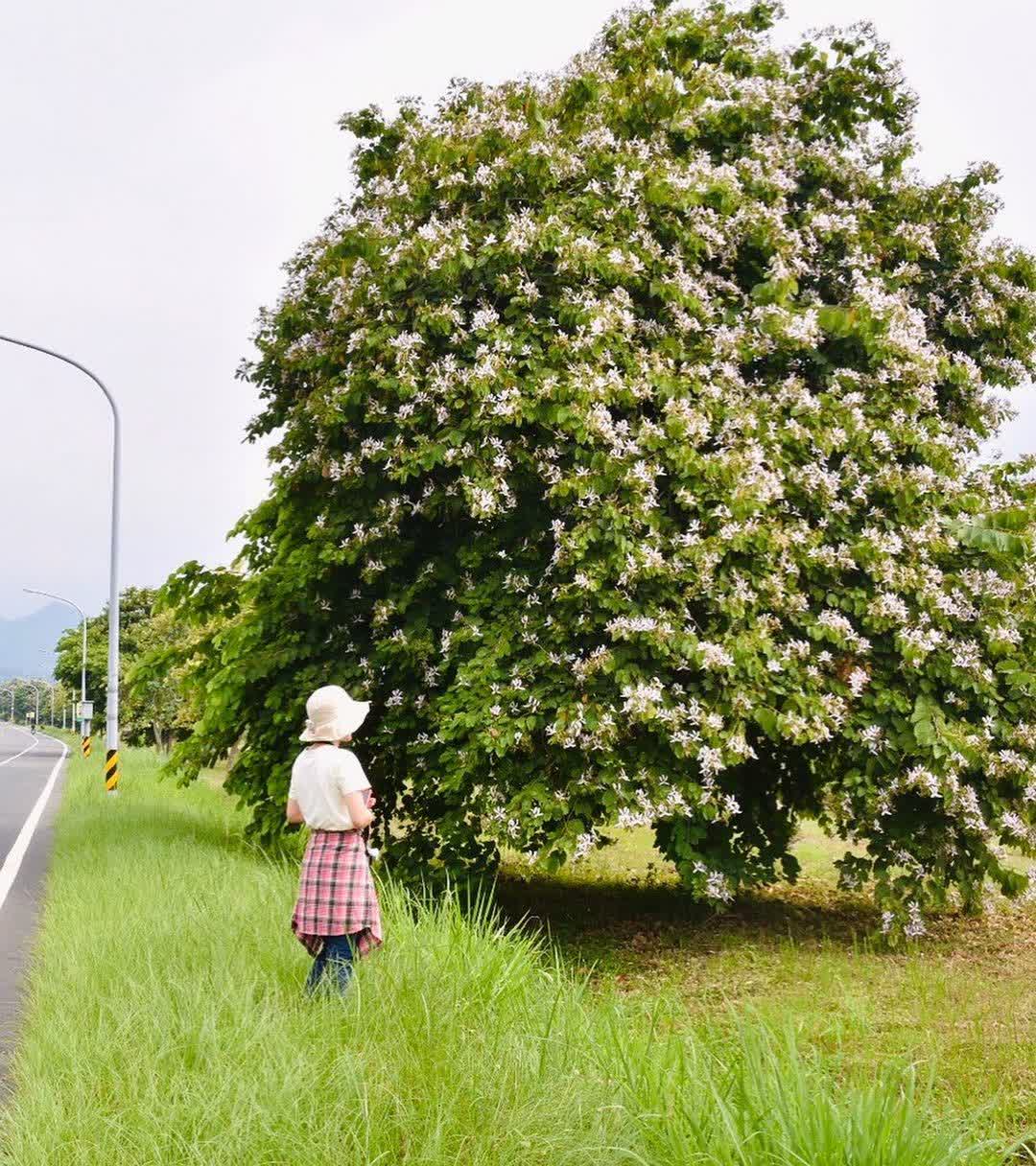 嘉義逐鹿部落藝術村 | 去趣 chicTrip
