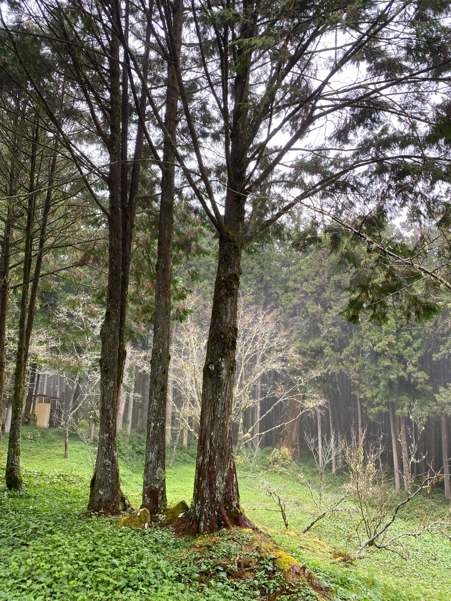 阿里山國家森林遊樂區 | 去趣 chicTrip