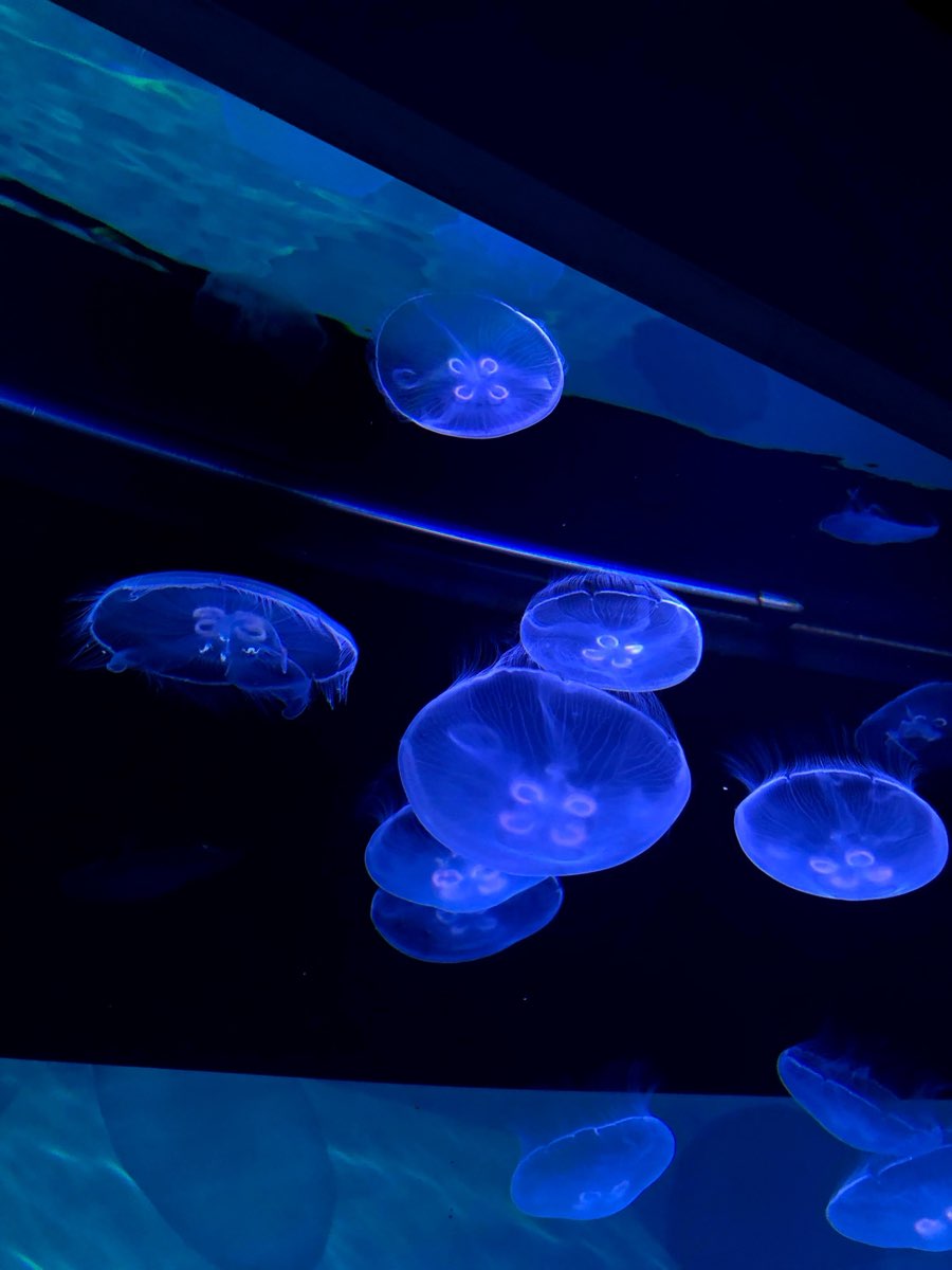 墨田水族館 | 去趣 chicTrip