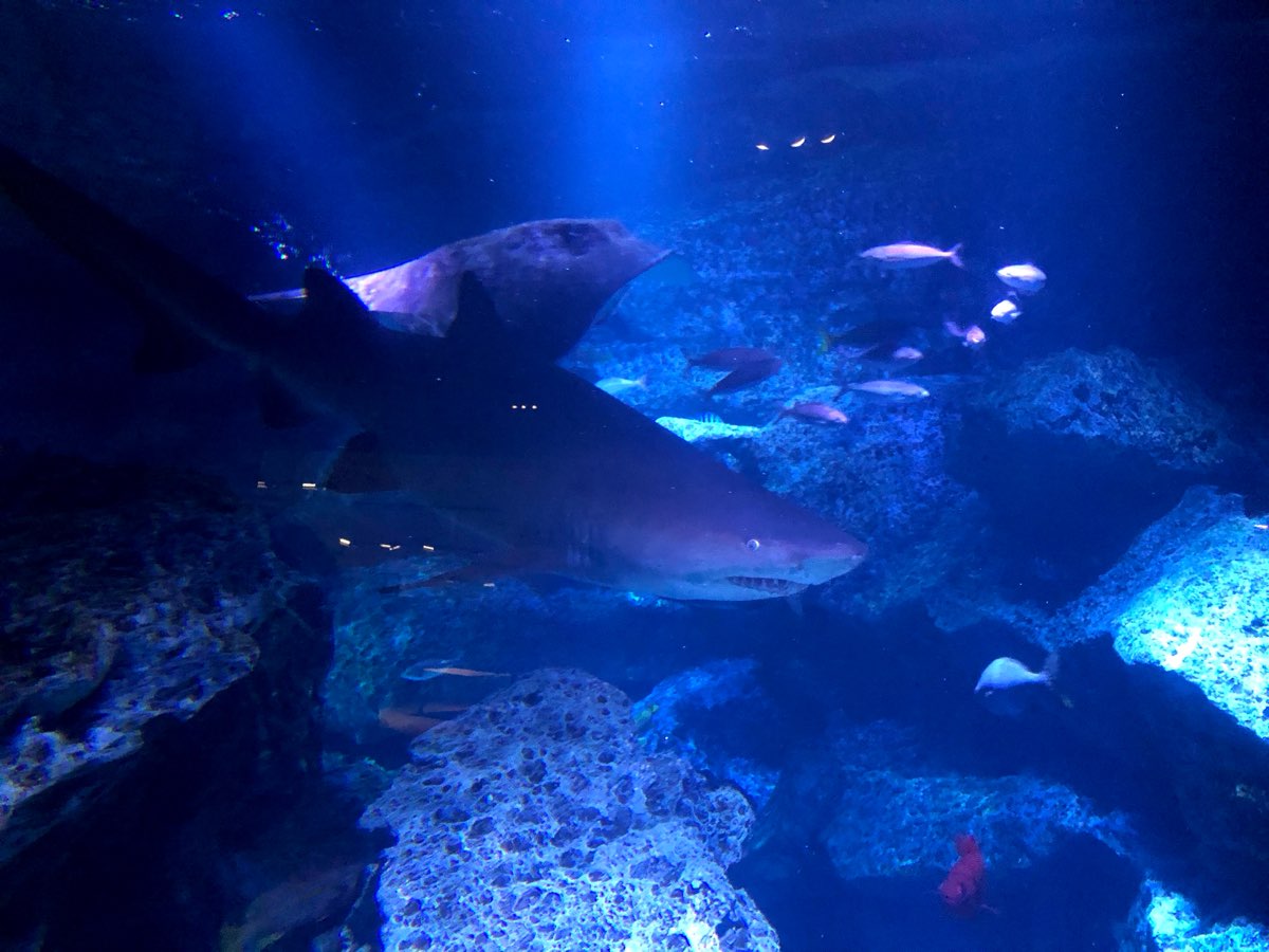 墨田水族館 | 去趣 chicTrip