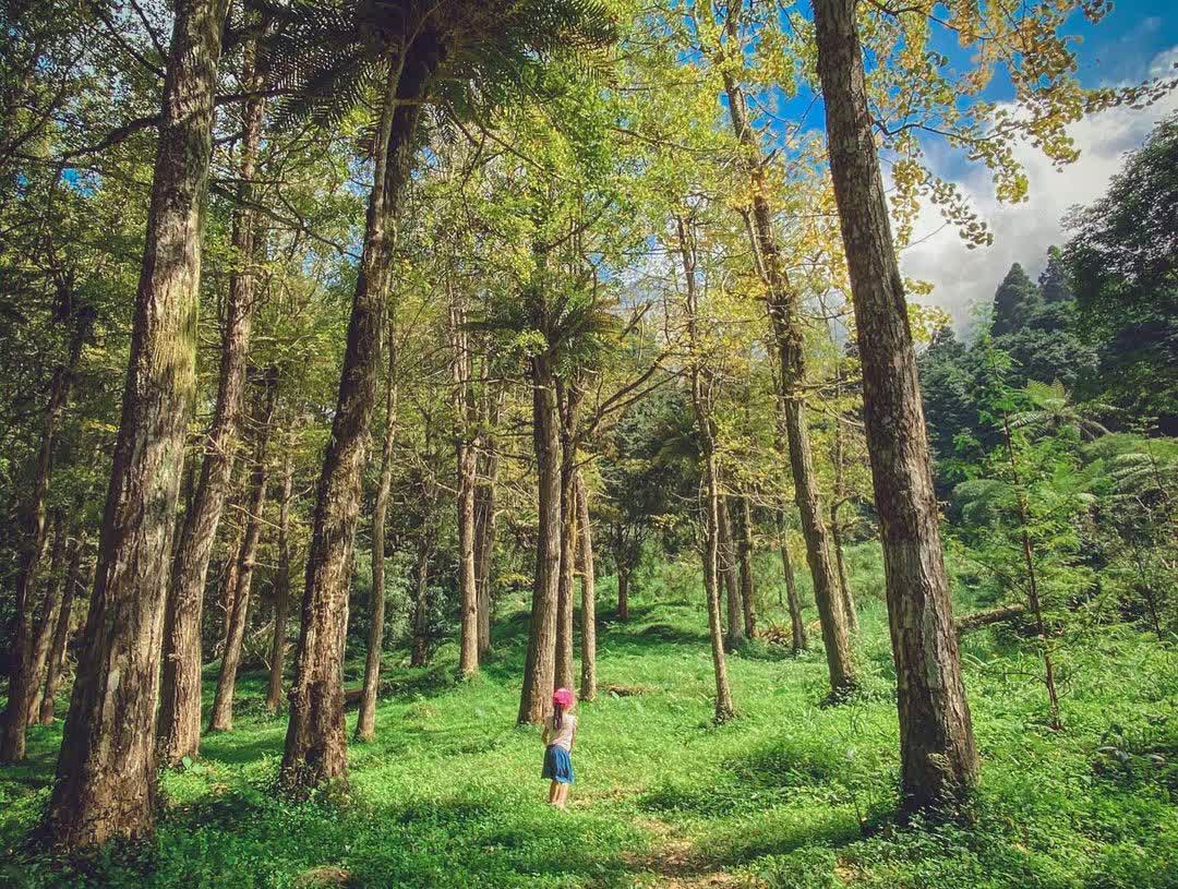 溪頭自然教育園區 | 去趣 chicTrip
