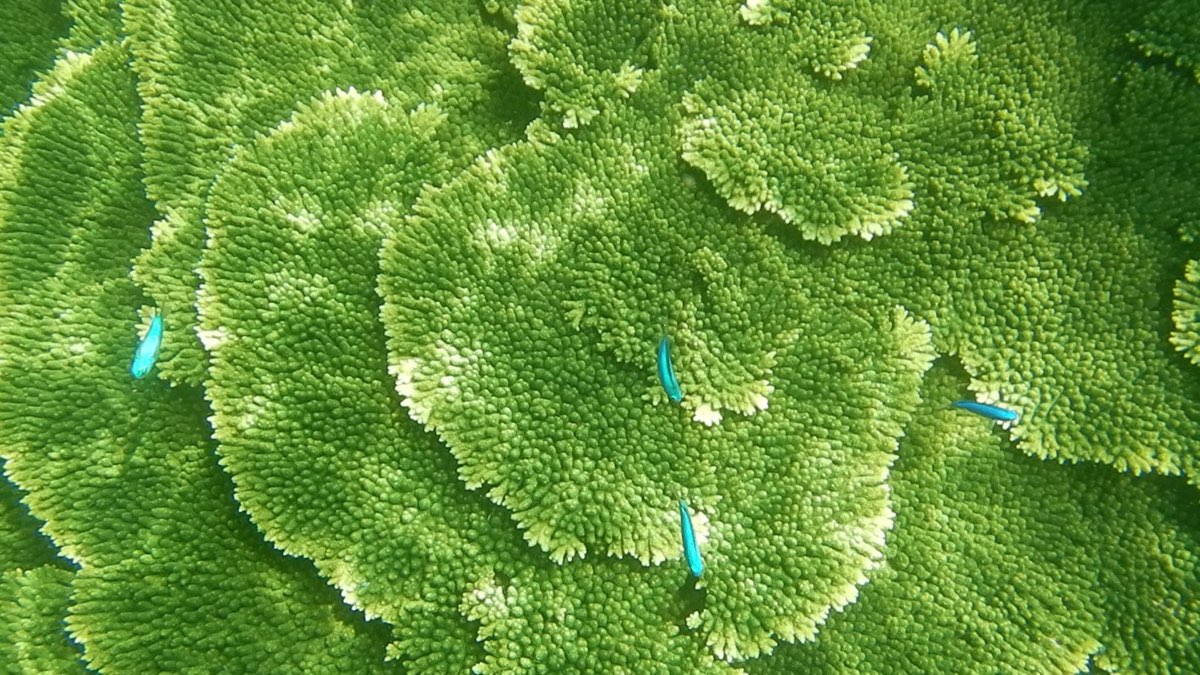 金瓜仔礁（忘憂島） | 去趣 chicTrip