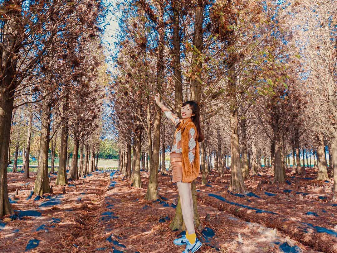 台南六甲 落羽松森林