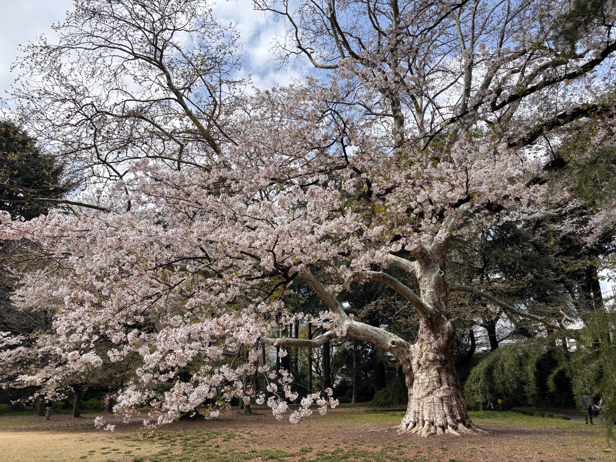 新宿御苑 | 去趣 chicTrip