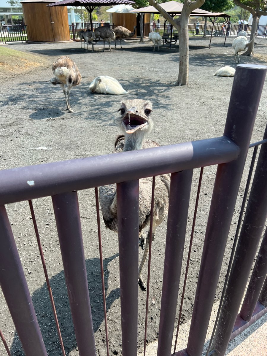 九九峰動物樂園 | 去趣 chicTrip