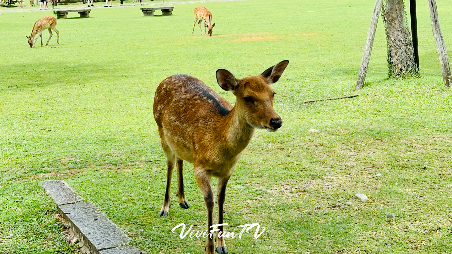 奈良公園 | 去趣 chicTrip