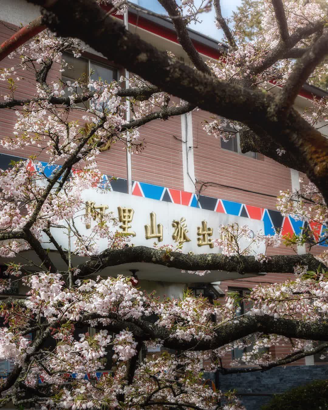 阿里山國家森林遊樂區 | 去趣 chicTrip