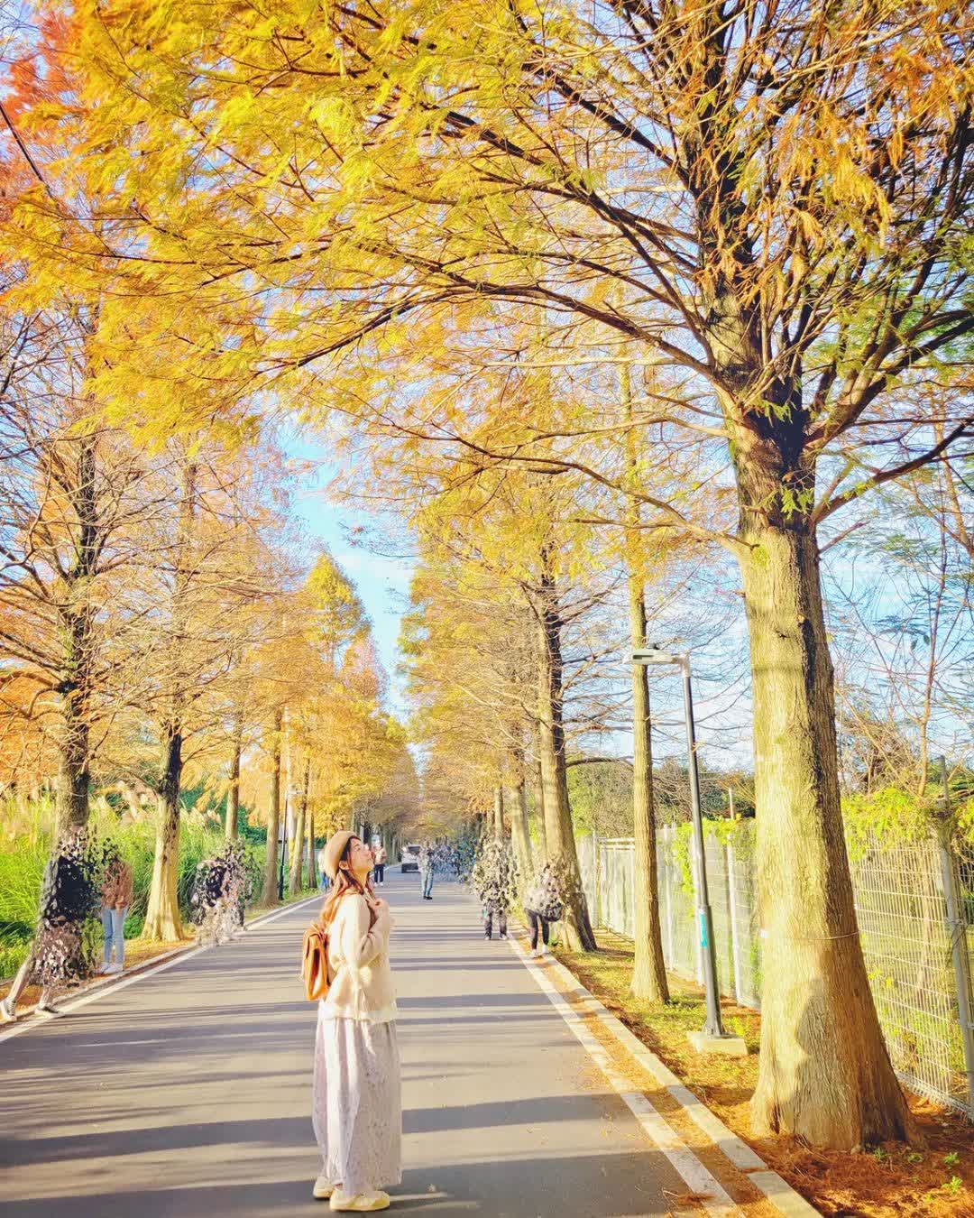落羽松大道 | 去趣 chicTrip