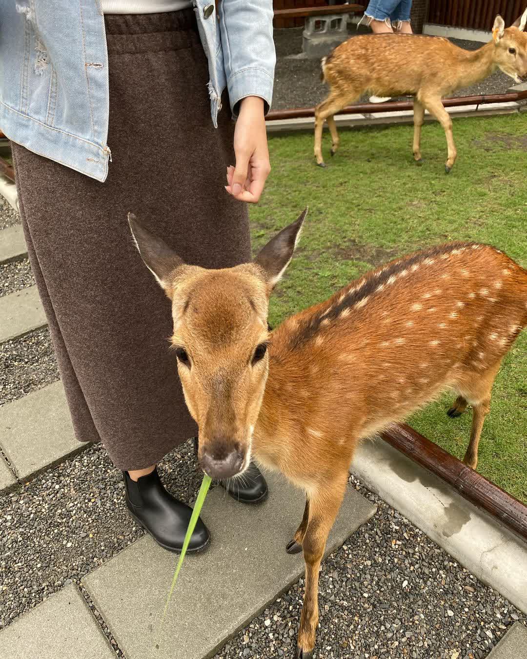 張美阿嬤農場（月森甯手作工坊） | 去趣 chicTrip