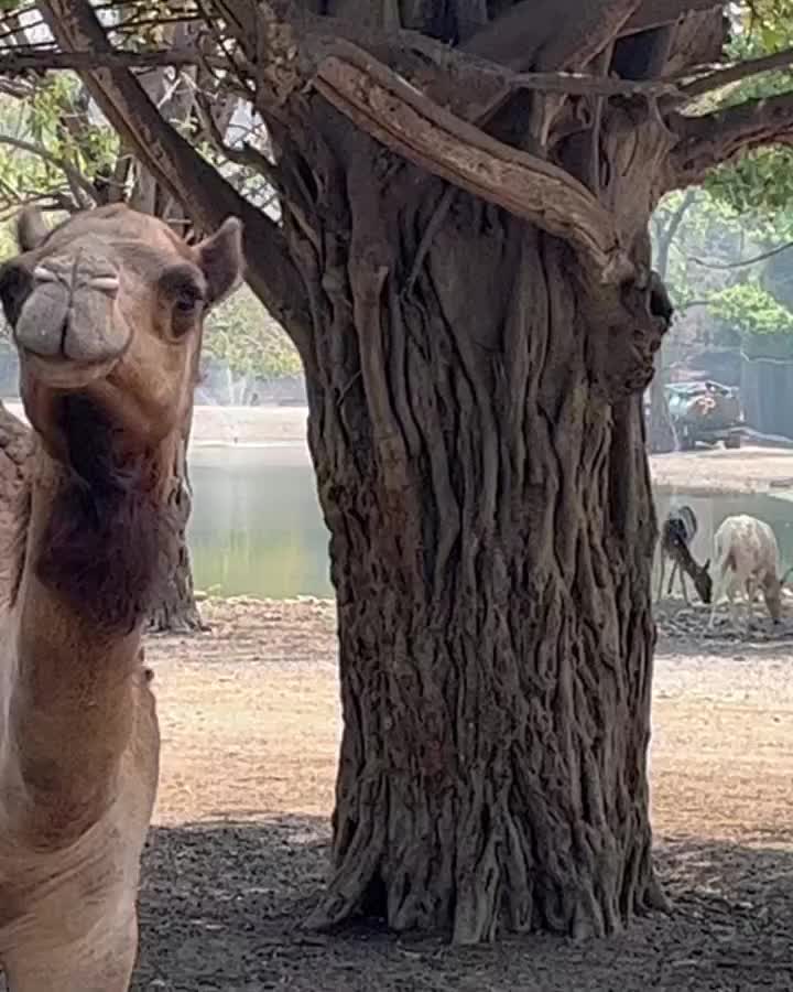 Safari Park Kanchanaburi | 去趣 chicTrip