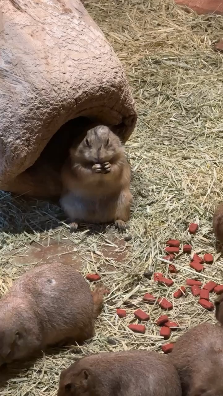 Zoolung Zoolung | 去趣 chicTrip