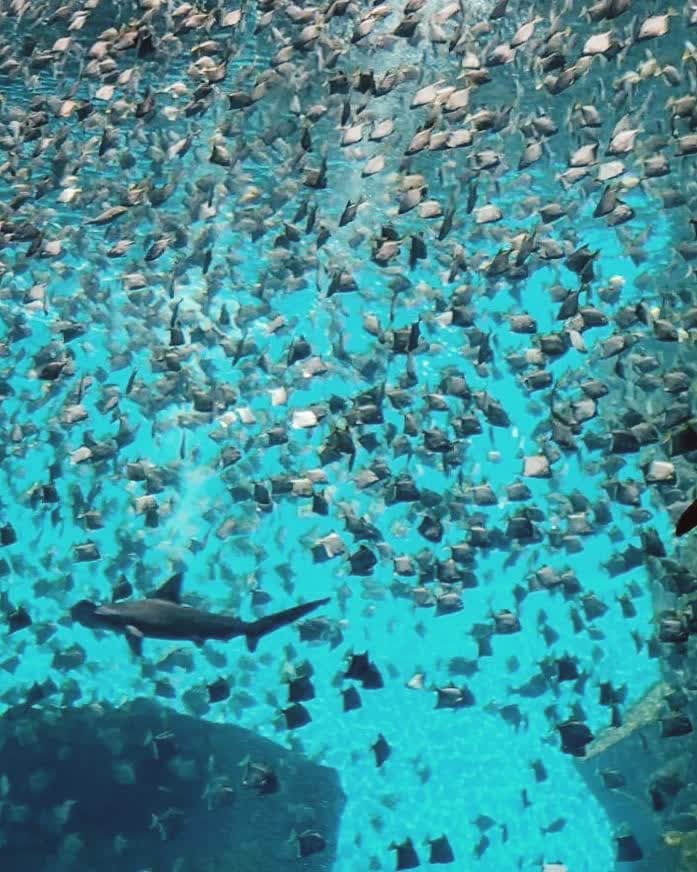 Xpark 水族館 | 去趣 chicTrip