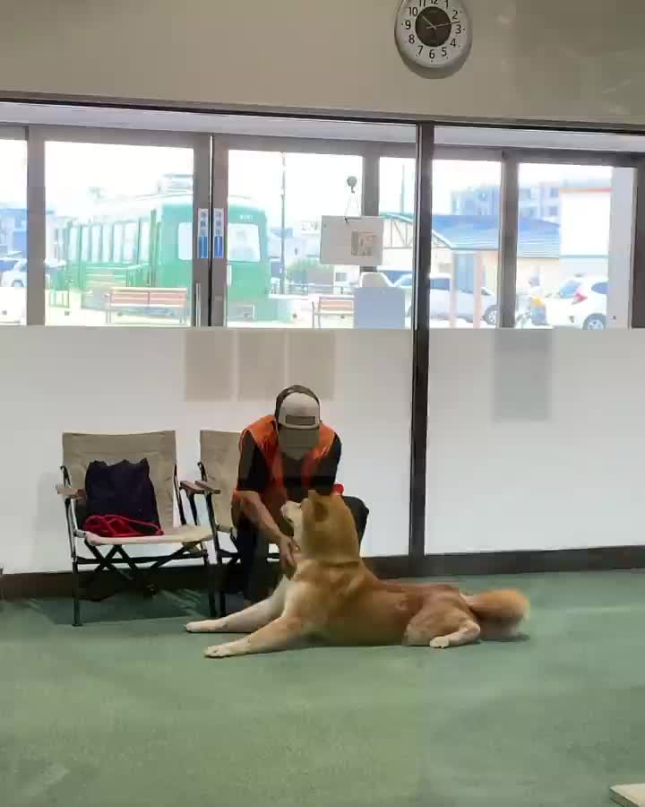 秋田犬之鄉 | 去趣 chicTrip