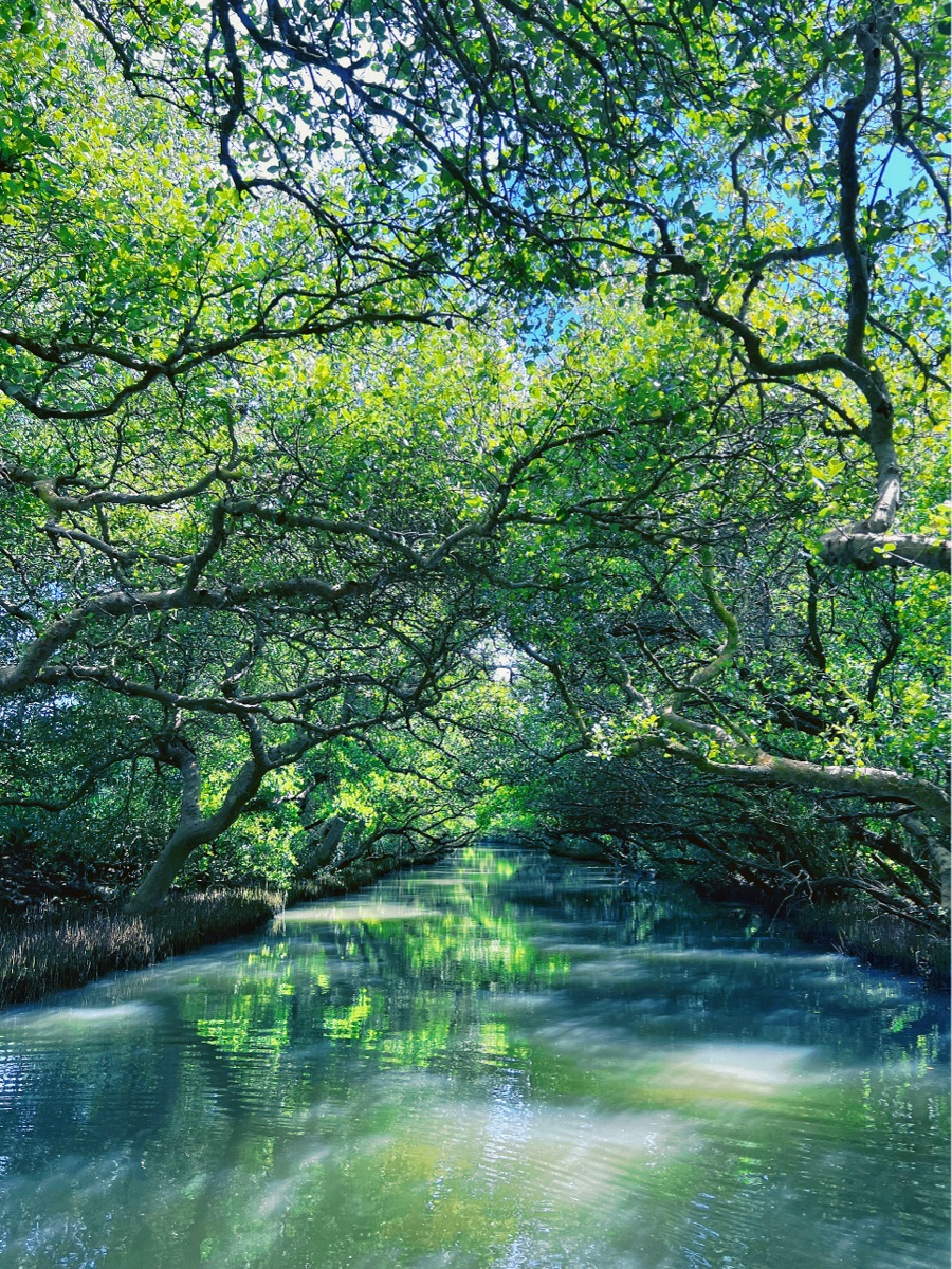 四草綠色隧道 | 去趣 chicTrip