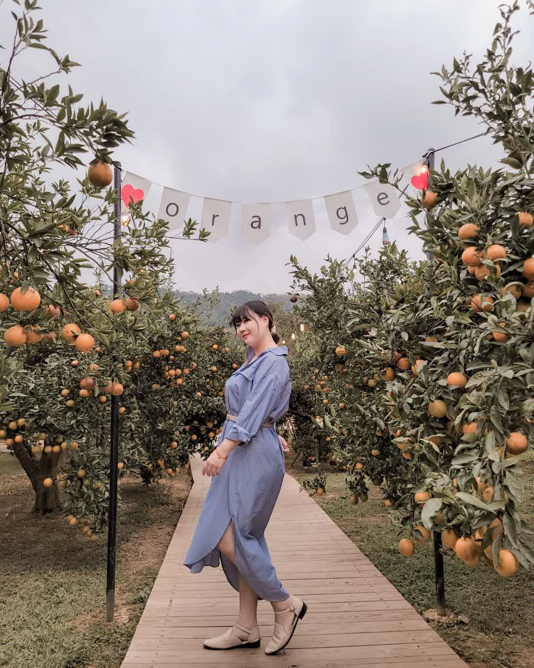 橙香森林 | 去趣 chicTrip