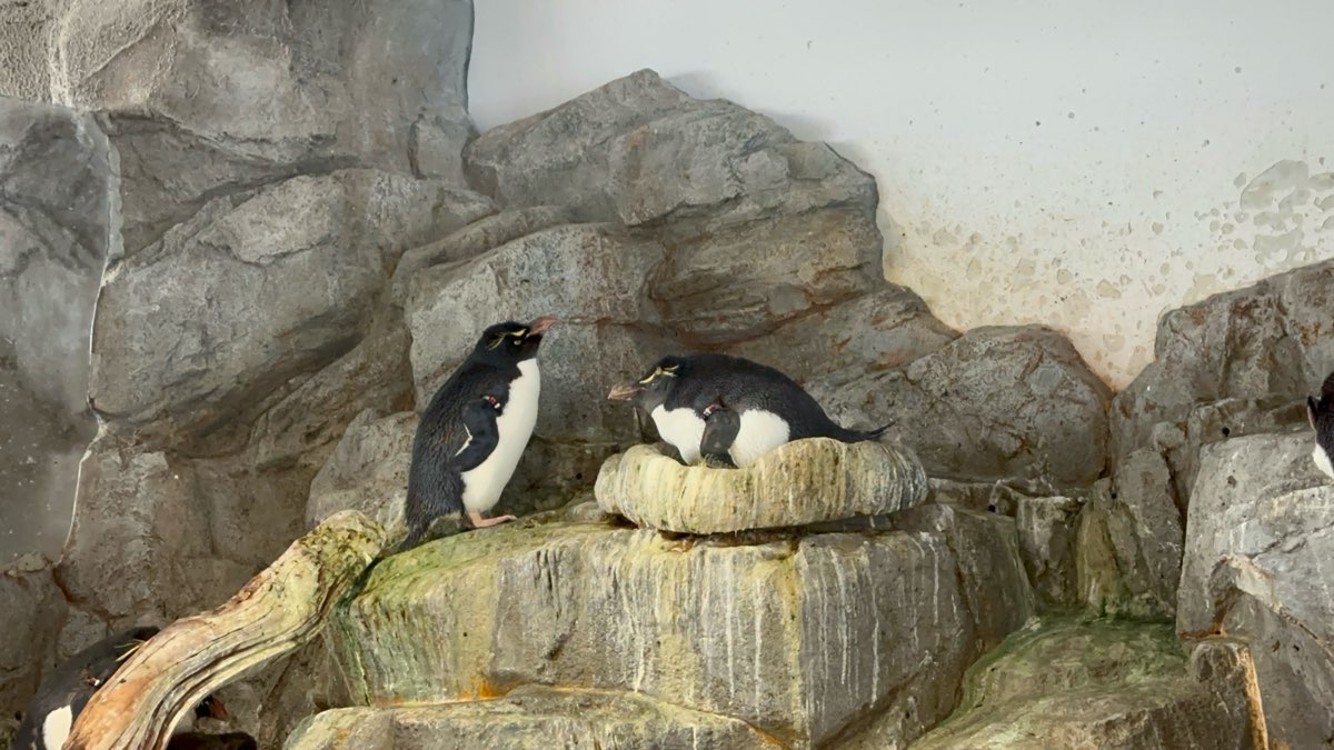 海遊館 | 去趣 chicTrip