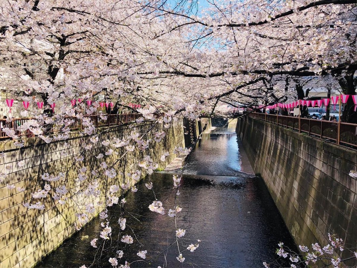 Sakura Bridge | 去趣 chicTrip