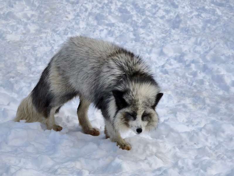 宮城藏王狐狸村 | 去趣 chicTrip