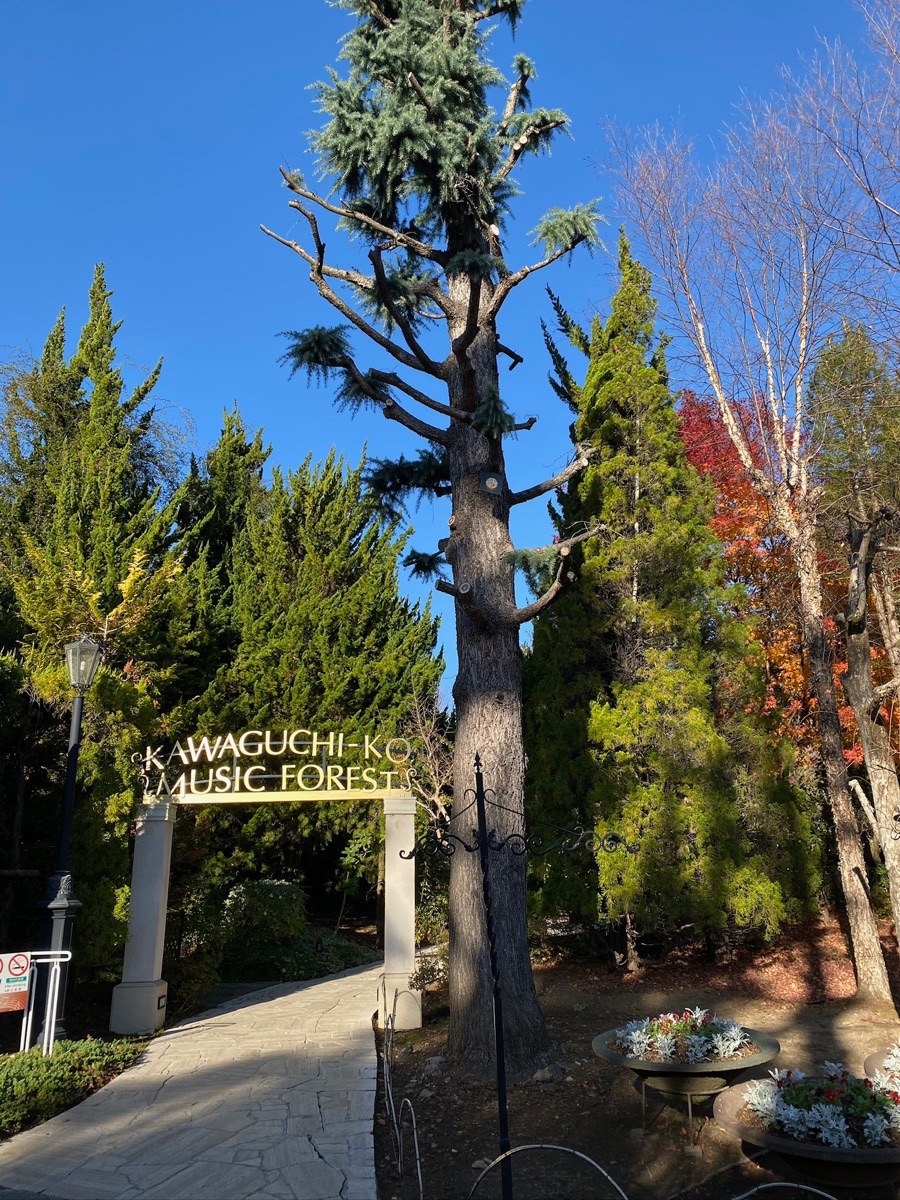 河口湖 音樂森林美術館 | 去趣 chicTrip