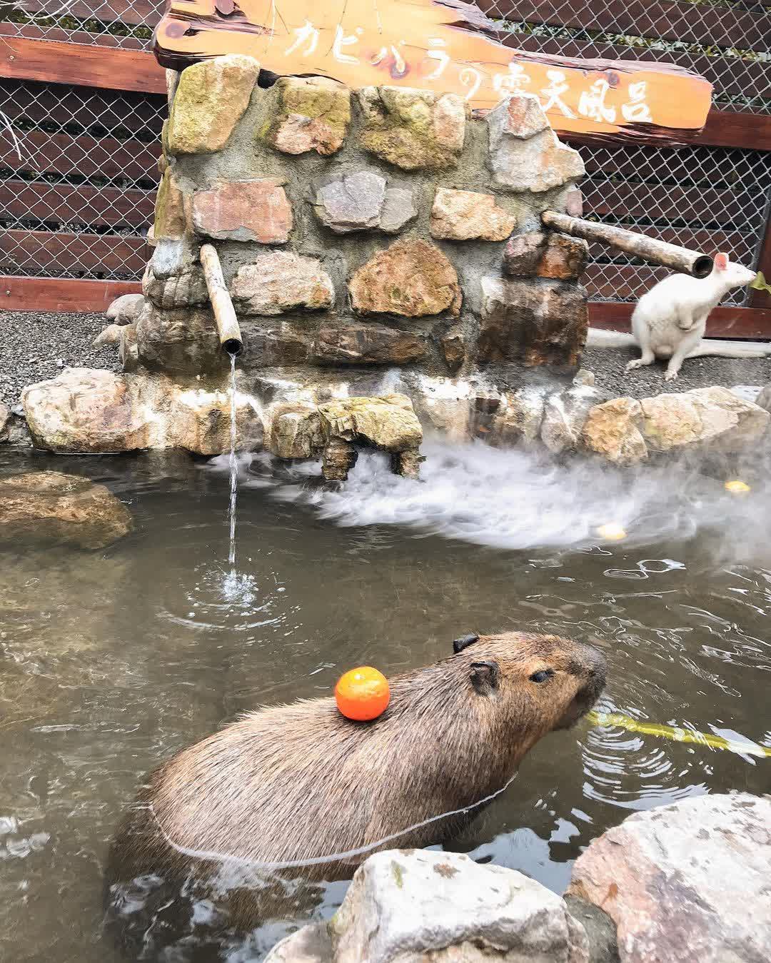 張美阿嬤農場（月森甯手作工坊） | 去趣 chicTrip