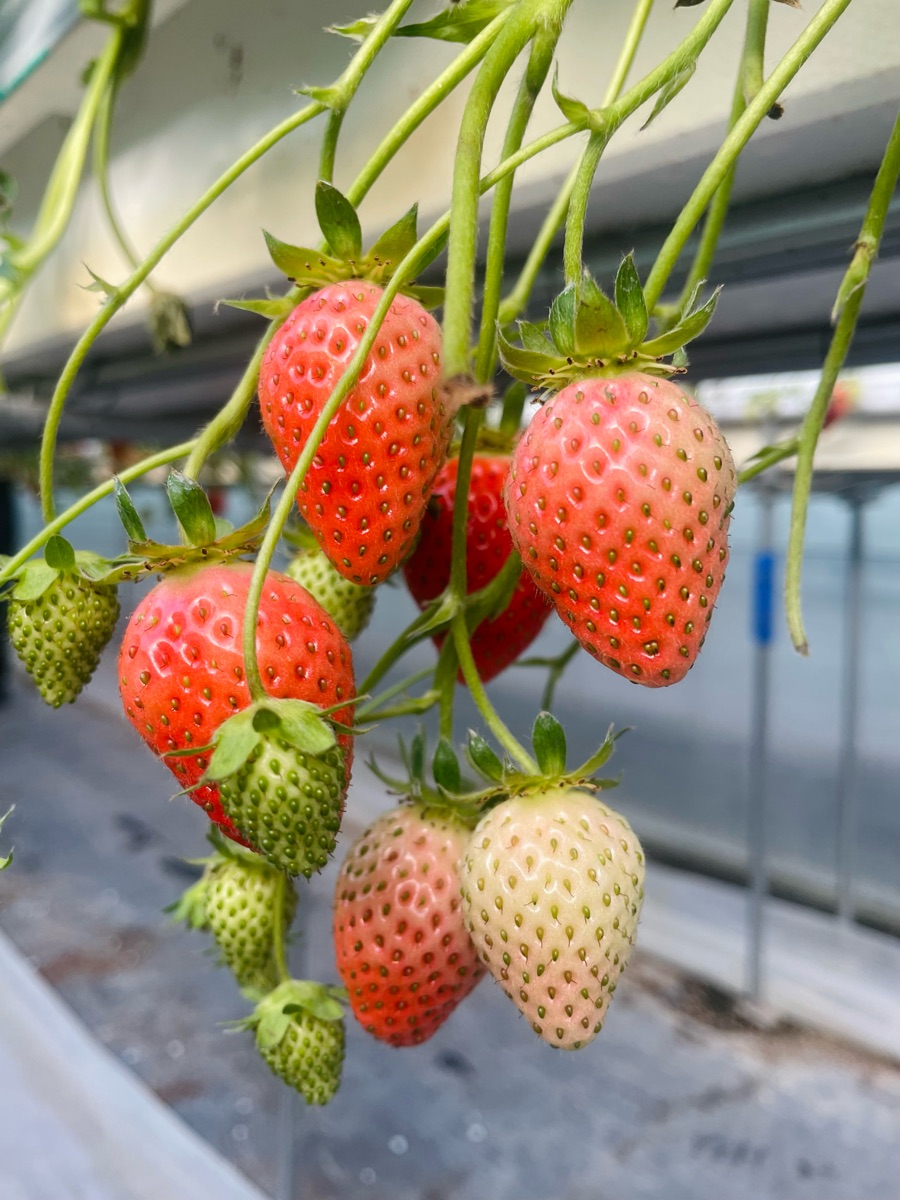 Harada Farm | 去趣 chicTrip
