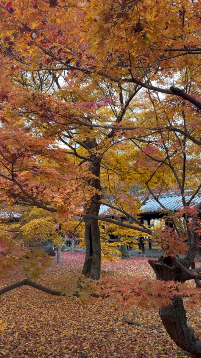 東福寺 | 去趣 chicTrip