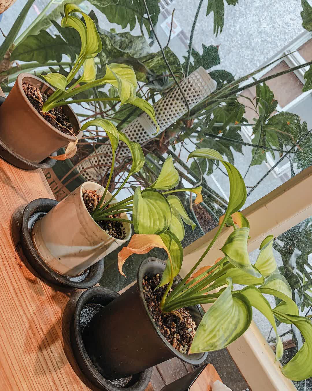 蜜仔琉部Mizi’s House 餐館 | 去趣 chicTrip