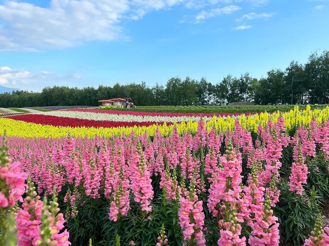 四季彩之丘 | 去趣 chicTrip