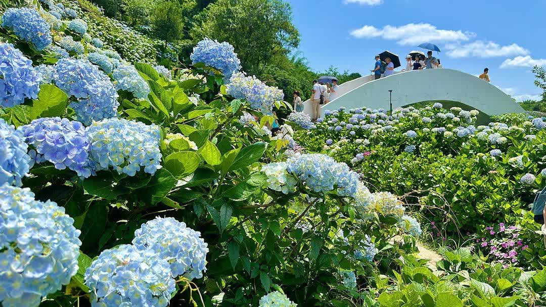 高家繡球花田-萬里第三園區2025年預計4月底開始至7月底 | 去趣 chicTrip