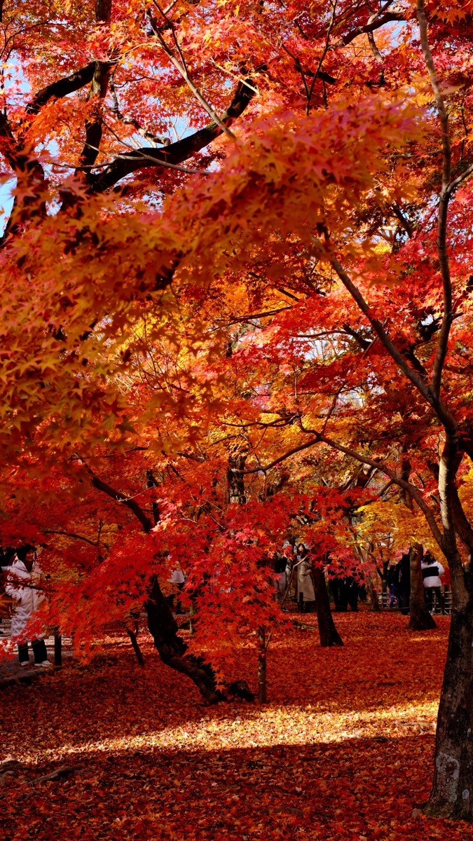 東福寺 | 去趣 chicTrip