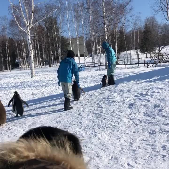 旭山動物園 | 去趣 chicTrip